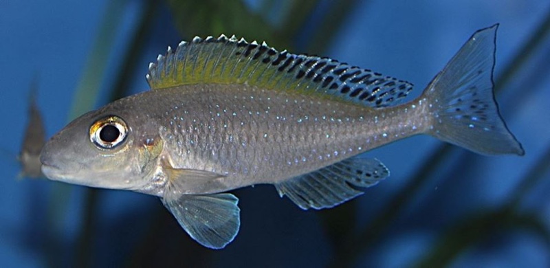 Xenotilapia spilopterus 'Mabilibili'